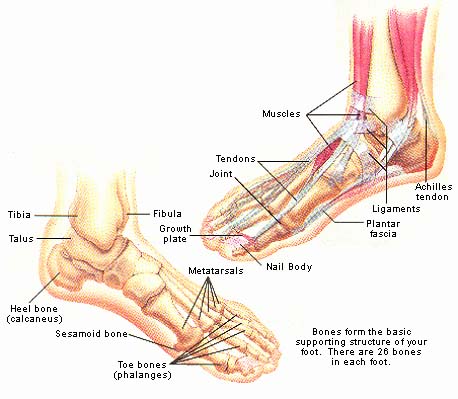 anatomia dos pes