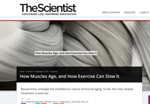 The Scientist - How muscles age, and how exercise can slow it