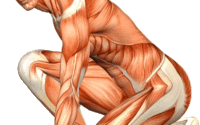 musculos e fascia