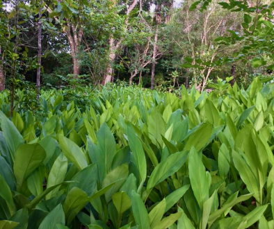 Plantacao de Curcuma